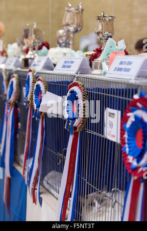 Tamworth, Staffordshire. 07 Nov, 2015. Sabato 7 novembre 2015 la British gatto Ragdoll Club xiv Championship Show tenutosi a Wilnecote Leisure Centre Tamworth Credito: David Holbrook/Alamy Live News Foto Stock