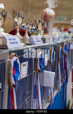 Tamworth, Staffordshire. 07 Nov, 2015. Sabato 7 novembre 2015 la British gatto Ragdoll Club xiv Championship Show tenutosi a Wilnecote Leisure Centre Tamworth Credito: David Holbrook/Alamy Live News Foto Stock