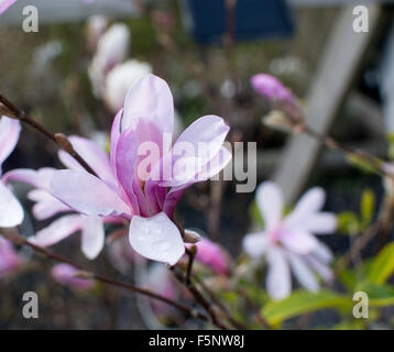 Rosa fiori di magnolia closeup all aperto in maggio. Foto Stock