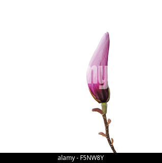 Rosa fiori di magnolia bud isolato su bianco Foto Stock