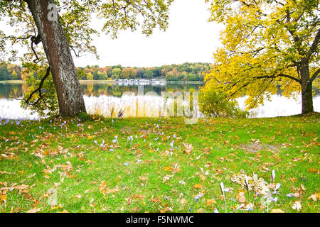 Prato dal lago con viola Colchicum autumnale autunno crocus, Stoccolma, Svezia in ottobre. Foto Stock