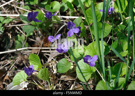 Blu porpora viola odorata fiori spontanei della foresta in aprile, Svezia. Foto Stock