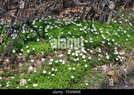 Bianco fiori selvatici Anemone nemorosa , fioritura nella foresta in aprile, Svezia. Foto Stock