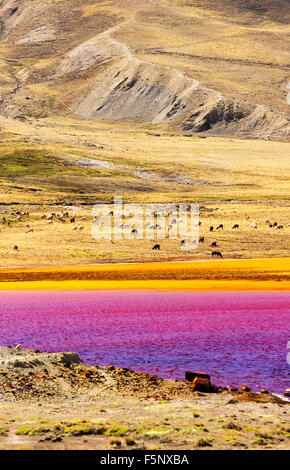 Laguna Miluni è un serbatoio alimentato da acqua di disgelo glaciale dal picco andino di Huayna Potosi sulle Ande boliviane. Come il cambiamento climatico casuses ghiacciai al fuso, la fornitura di acqua per La Paz in Bolivia il capitale viene rapidamente il funzionamento a secco. Il serbatoio è inoltre contaminato da effluente di miniera nonché ad un livello basso a causa della siccità. Foto Stock