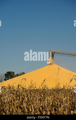 Grano di Kokomo Company Inc., Edimburgo, Indiana Foto Stock