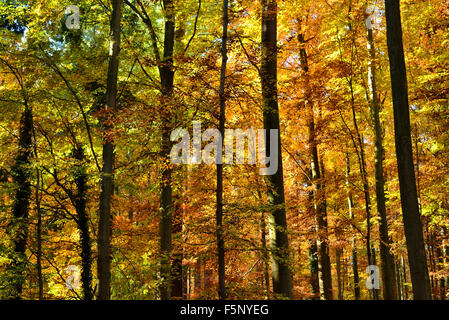 Autunno nella foresta belga Foto Stock