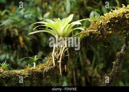 Bromeliad su un ramo di albero. Provincia di Alajuela, cantone di San Carlos, Arenal, Costa Rica Foto Stock