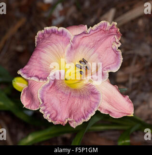 Profonda e spettacolare fiore rosa di daylily "pizzo delle fragole" con gola giallo e rosa pallido increspato bordi dei petali su sfondo scuro Foto Stock