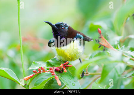 Viola-rumped sunbird specie Leptocoma zeylonica Foto Stock