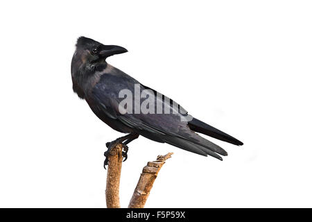 Casa crow specie Corvus splendens isolato in uno sfondo bianco Foto Stock