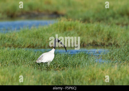 A testa nera Ibis specie Threskiornis melanocephalus Foto Stock