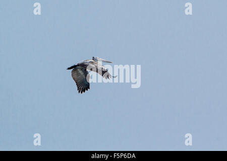 Spot-fatturati pelican specie Pelecanus philippensis Foto Stock