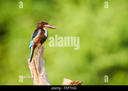 Bianco-throated kingfisher specie Halcyon smyrnensis in Pottuvil riserva naturale Foto Stock