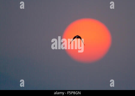 Casa crow specie Corvus splendens in Arugam Bay lagoon Foto Stock