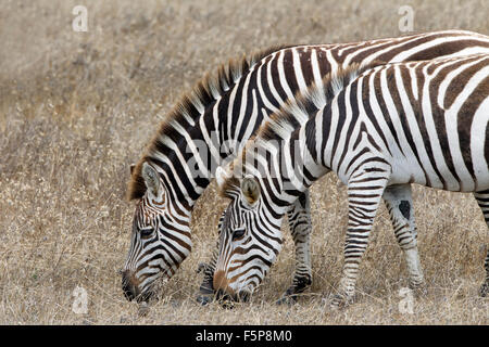 Zebre sul Castello Hearst e terra Foto Stock