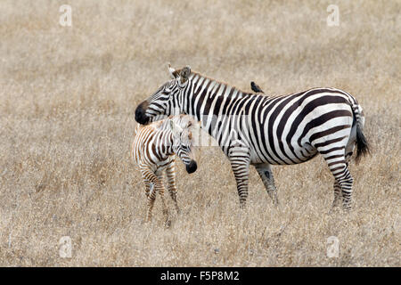 Zebre sul Castello Hearst e terra Foto Stock