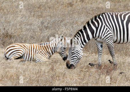 Zebre sul Castello Hearst e terra Foto Stock