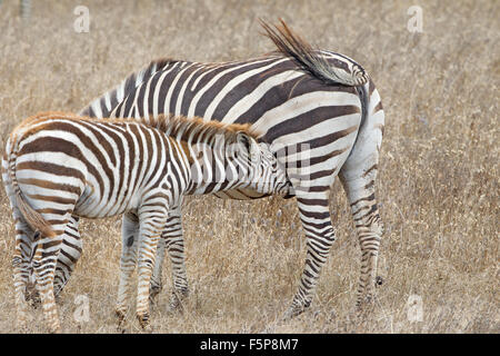 Zebre sul Castello Hearst e terra Foto Stock