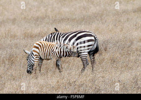 Zebre sul Castello Hearst e terra Foto Stock