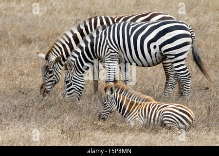 Zebre sul Castello Hearst e terra Foto Stock