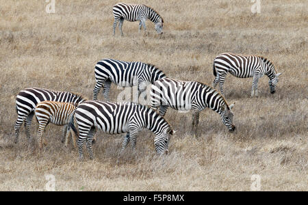 Zebre sul Castello Hearst e terra Foto Stock