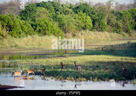 Paesaggio selvaggio di caprioli in Bardia national park, il Nepal Foto Stock