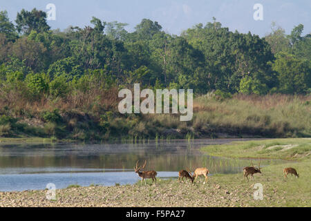 Paesaggio selvaggio in Bardia national park, il Nepal Foto Stock