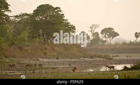 Paesaggio selvaggio in Bardia national park, il Nepal Foto Stock