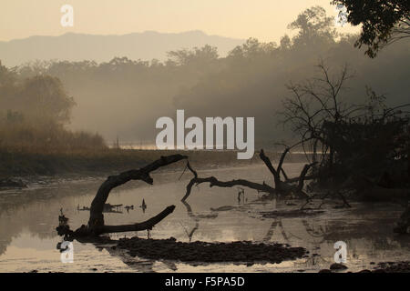 Paesaggio selvaggio mattina a Bardia national park, il Nepal Foto Stock