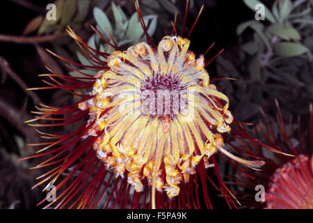 Rocket/Sky-razzo puntaspilli/Perdekop / membro del gruppo Firewworksd- Leucospermum reflexum- Famiglia Proteaceae Foto Stock