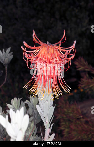 Rocket/Sky-razzo puntaspilli/Perdekop / membro del gruppo Firewworksd- Leucospermum reflexum- Famiglia Proteaceae Foto Stock