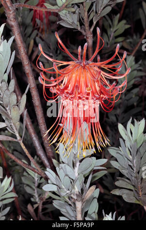 Rocket/Sky-razzo puntaspilli/Perdekop / membro del gruppo Firewworksd- Leucospermum reflexum- Famiglia Proteaceae Foto Stock