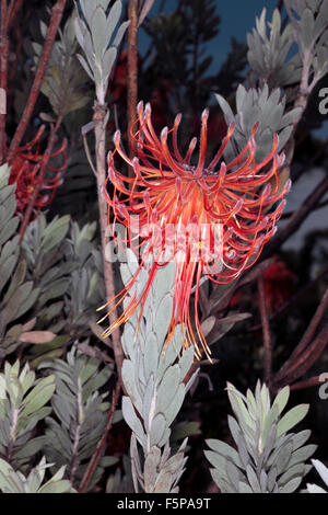 Rocket/Sky-razzo puntaspilli/Perdekop / membro del gruppo Firewworksd- Leucospermum reflexum- Famiglia Proteaceae Foto Stock