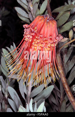 Rocket/Sky-razzo puntaspilli/Perdekop / membro del gruppo Firewworksd- Leucospermum reflexum- Famiglia Proteaceae Foto Stock