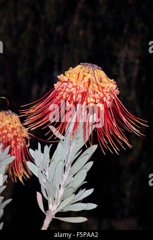 Rocket/Sky-razzo puntaspilli/Perdekop / membro del gruppo Firewworksd- Leucospermum reflexum- Famiglia Proteaceae Foto Stock