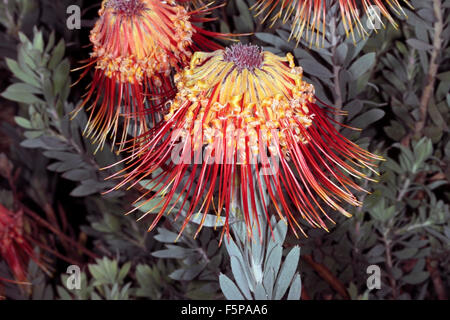 Rocket/Sky-razzo puntaspilli/Perdekop / membro del gruppo Firewworksd- Leucospermum reflexum- Famiglia Proteaceae Foto Stock