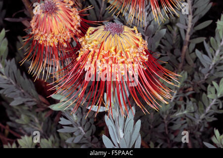 Rocket/Sky-razzo puntaspilli/Perdekop / membro del gruppo Firewworksd- Leucospermum reflexum- Famiglia Proteaceae Foto Stock