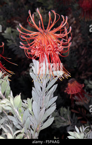 Rocket/Sky-razzo puntaspilli/Perdekop / membro del gruppo Firewworksd- Leucospermum reflexum- Famiglia Proteaceae Foto Stock