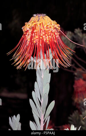 Rocket/Sky-razzo puntaspilli/Perdekop / membro del gruppo Firewworksd- Leucospermum reflexum- Famiglia Proteaceae Foto Stock