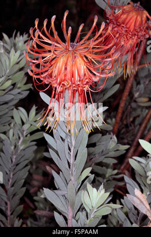 Rocket/Sky-razzo puntaspilli/Perdekop / membro del gruppo Firewworksd- Leucospermum reflexum- Famiglia Proteaceae Foto Stock