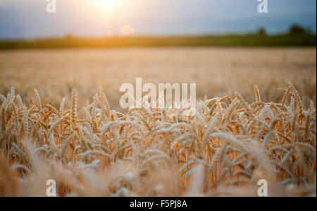 Mature campo di grano in estate Foto Stock