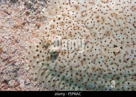 Mosè suola, Padachirus marmoratus, Soleidi, Sharm el Sheikh, Mar Rosso, Egitto Foto Stock