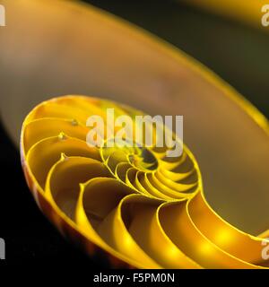 Nautilus shell, vicino. Foto Stock