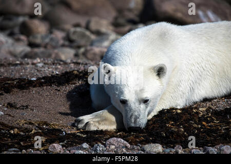 Orso polare per adulti (Ursus maritimus) sdraiato sulla spiaggia della Baia di Hudson, Manitoba, Canada Foto Stock