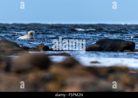 Orso polare per adulti (Ursus maritimus) rilassante in acqua di mare Churchill, Manitoba, Canada Foto Stock