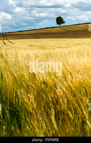 Unico albero con campi di grano Northumberland National Park, Inghilterra, Gran Bretagna, Regno Unito Foto Stock