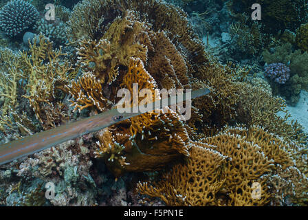 Cornetfish Fistularia Commersonii, Fistulariidae, Sharm el Sheikh, Mar Rosso, Egitto Foto Stock