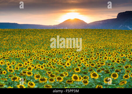 La piantagione di girasoli. Il villaggio di Arteaga, Tierra Estella county. Navarra, Spagna, Europa. Foto Stock