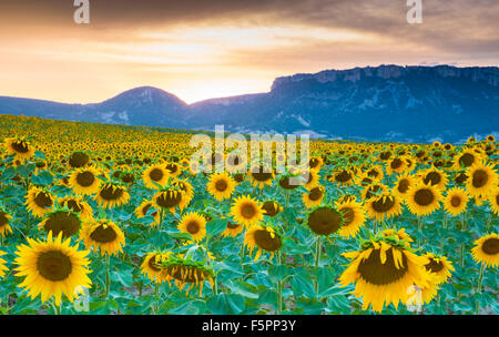 La piantagione di girasoli. Il villaggio di Arteaga, Tierra Estella county. Navarra, Spagna, Europa. Foto Stock