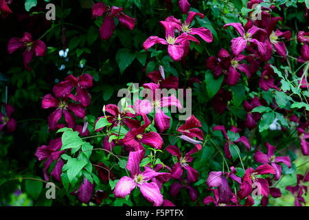 Clematis viticella Etoile Violette fiori viola fioritura viticella tipo arrampicata alpinisti superriduttore perenne floreale RM Foto Stock